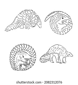 Pangolin animal engraving vector illustration. Scratch board style imitation. Black and white hand drawn image.