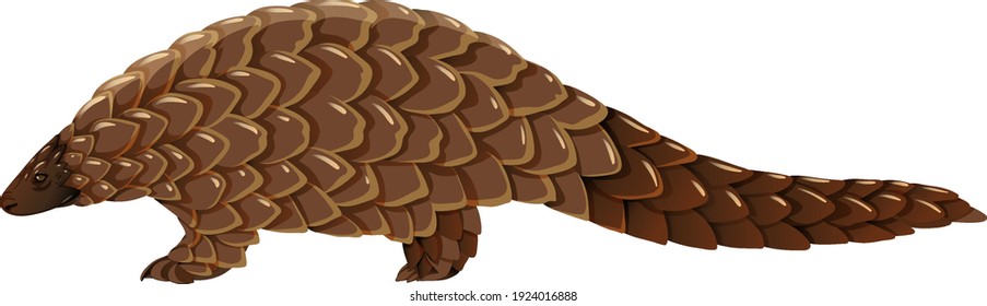 Pangolin animal on white background illustration