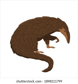 Pangolin For Animal Vector Illustration