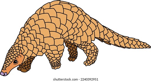 Pangolin color vector illustration isolated on white background