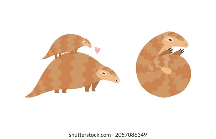 Pangolin or Scaly Anteater with Clawed Paw Carrying Baby on Its Back and Curled up into Ball Vector Set