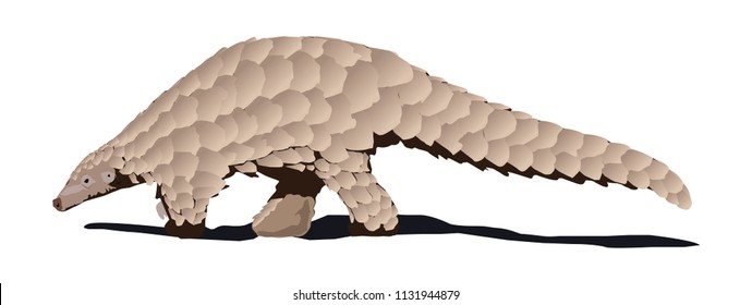pangolin vector animal