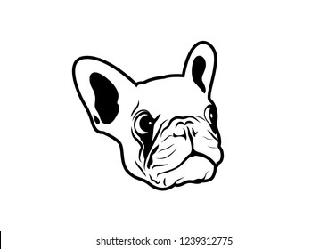 Panic French Bulldog. A little Frenchie has a panicked face about something. Panicked French Bulldog with an adorable expression of surprise and concern.