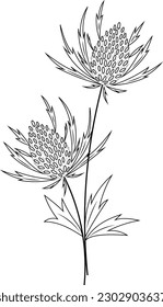 Panicaut or Panicaults, vector illustration. Blue Eryngo Flower. Isolated on White Background. Also Eryngium Planum, Flat Sea Holly Holme Hulver, Chardon des Dunes Roland Maritime, Feuilles de Yucca