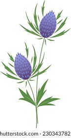 Panicaut or Panicaults, vector illustration. Blue Eryngo Flower. Isolated on White Background. Colorful flowers.