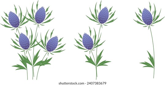 Panicaut or Panicaults, vector illustration. Blue Eryngo Flower. Isolated on White Background. Colorful flowers.Thistle vector stock illustration. A branch of a prickly plant with purple flowers.