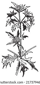 Panicaut or Panicaults, vintage engraved illustration. Dictionary of words and things - Larive and Fleury - 1895.