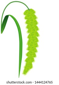 Panicle with flowers of foxtail millet plant on a white background.