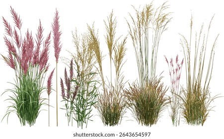 Panicum virgatum and Pennisetum setaceum rubrum grass isolated cutout, tropical tree, garden foliage, landscape design elements, vector illustration, exotic plants, outdoor greenery.