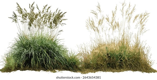 Panicum virgatum and Stipa capillata vector illustration isolated on white, prairie grass, ornamental grass, drought tolerant plants, sustainable landscaping, meadow ecosystem.
