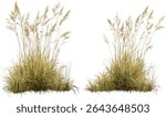 Panicum virgatum switchgrass cutout vector illustration, native grass, sustainable landscaping, prairie restoration, biofuel crops, wild grass flora.