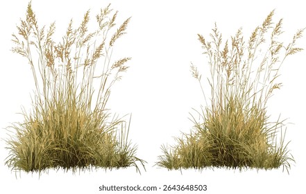 Panicum virgatum switchgrass cutout vector illustration, native grass, sustainable landscaping, prairie restoration, biofuel crops, wild grass flora.