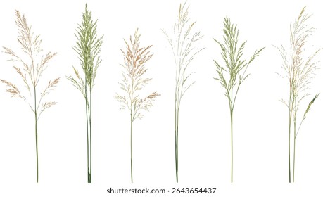 Panicum virgatum switchgrass and Stipa capillata plant isolated cutout, vector illustration, prairie vegetation, grassland species, ecosystem plants, herbaceous flora, wild plant design.