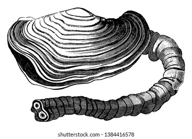 Panopaea australis is a large analogous species found at Port Natal on the coast of Africa, vintage line drawing or engraving illustration.