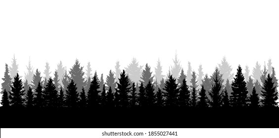 Panorama of beautiful forest, silhouette. All spruces are separated from each other. Vector illustration.