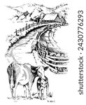 Panorama of countryside landscape with cow and calf. Pen sketch converted to vector drawing
