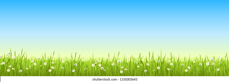 Panorama - field with bright green grass, chamomiles and a light blue sky. Summer field with grass and flowers. Illustration of a spacious meadow with a low horizon. Eps10 vector.