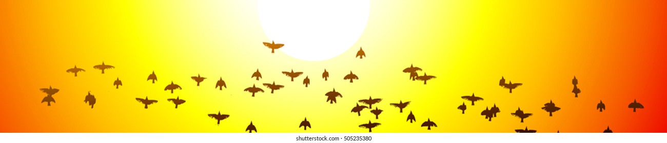 Panorama flying birds at sunset. Vector