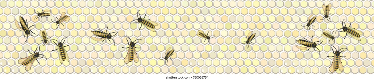 panorama honeycomb honey bee. illustration for your design. vector horizontal orientation