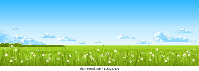 Panorama - the summer field with a green grass and flowers, the blue sky, clouds. Vector drawing.