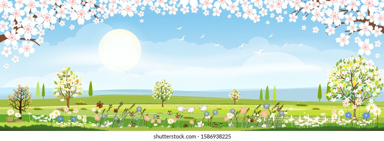 Panorama view of spring field with cherry blossom border, Vector cartoon Spring or Summer landscape fram field with hills and wild flowers, Eco village, Organic farming concept