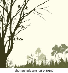 Panorama of wild coniferous forest