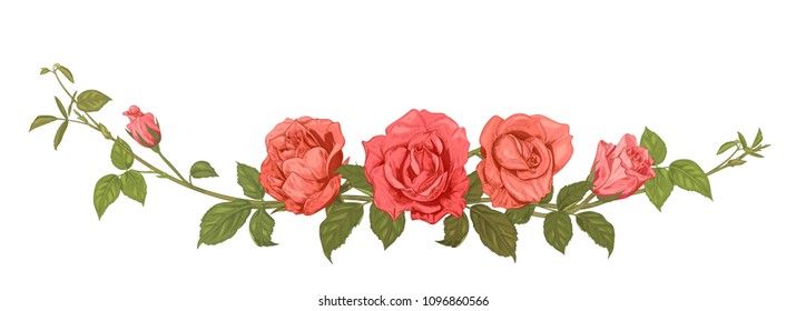 Panoramic view: bouquet of roses. Horizontal border: branches with pink, red flowers, buds, green leaves, white background. Illustration in engraving vintage sketch style, frame for design, vector