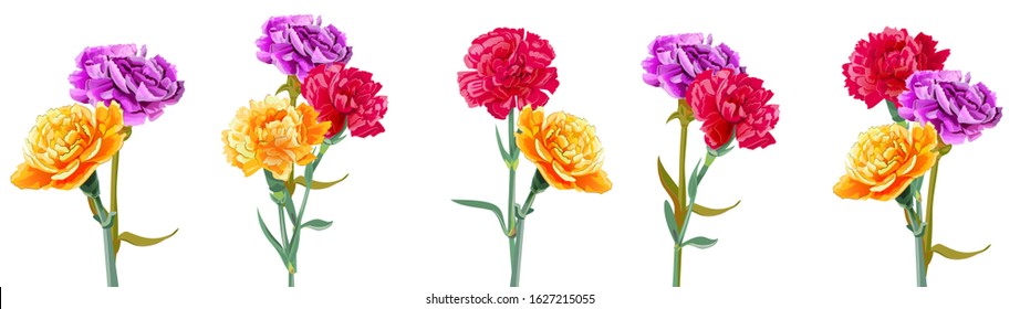 Panoramic view with bright bouquets of carnation schabaud. Purple, yellow, red, orange flowers, white background. Digital draw, illustration for Mother's Day, Victory day in watercolor style, vector