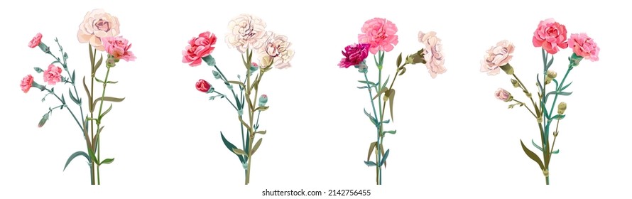 Panoramic view with carnation bouquets. Pink and white flowers, green leaves on empty background. Collection for Mother's Day, Victory Day, digital draw, vintage illustration, vector, watercolor style