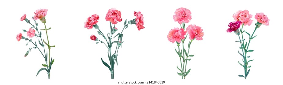 Panoramic view with carnation bouquets. Set of pink flowers, green leaves on white background, collection for Mother's Day, Victory Day, digital draw, vintage illustration, vector, watercolor style