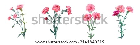 Image, Stock Photo Pink carnation flowers