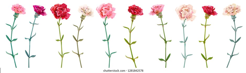 Panoramic view with carnation. Set red, pink, white flowers, green leaves on white background, collection for Mother's Day, Victory Day, digital draw, vintage illustration, vector, watercolor style