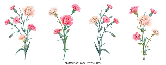 Panoramic view with carnation. Set red, pink, white flowers, green leaves on white background, collection for Mother's Day, Victory Day, digital draw, vintage illustration, vector, watercolor style