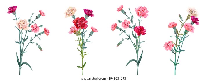 Panoramic view with carnation. Set red, pink, white flowers, green leaves on white background, collection for Mother's Day, Victory Day, digital draw, vintage illustration, vector, watercolor style