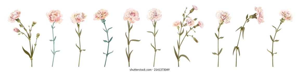 Panoramic view with carnation. Set of white flowers, green leaves on white background, collection for Mother's Day, Victory Day, digital draw, vintage illustration, vector, watercolor style