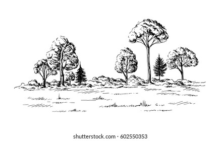 panoramic view of the forest from coniferous trees hand drawn vector illustration Sketch design.