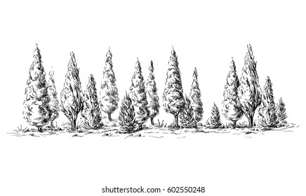 panoramic view of the forest from cypress trees hand drawn vector illustration Sketch design.