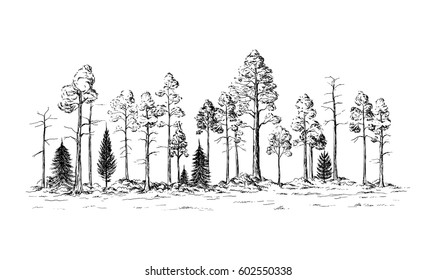 panoramic view of the forest from different trees hand drawn vector illustration Sketch design.