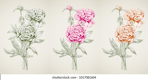 Panoramic view of peony: monochrome colored contour: red flowers, bud, green stems, leaves on vintage background. Botanical illustration for design. Digital draw in engraving style, etching, vector