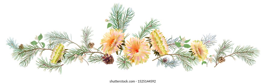 Panoramic view: red chrysanthemum (golden-daisy, aster, daisy), pine branches, cones, snowberry. Horizontal border for Christmas, white background. Botanical illustration, watercolor style, vector