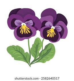 Pansies flower. Vector clipart illustration on isolated background.