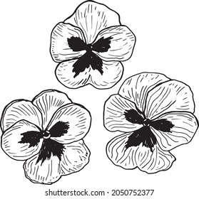 Pansies Flower in a vector style isolated. Black and white sketch. Pansy Botanical Illustration