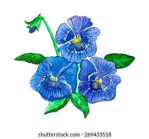 Pansies flowers. Hand Drawn Vector Watercolor Illustration. Isolated on white background.