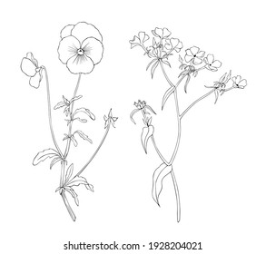 Pansies and phlox. Set of isolated wild flowers vector for design, tattoo, wrapping