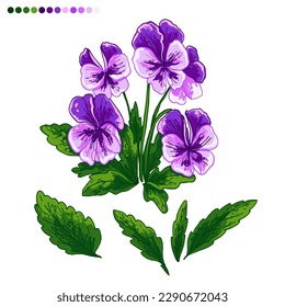 Pansies Spring flowers color drawing vector. 