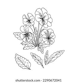 Pansies Spring flowers line drawing vector. 