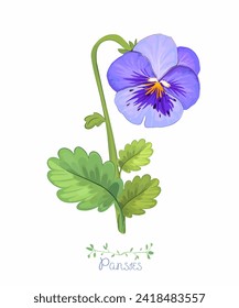Pansies. Spring garden flowers and plants. Blue petals and buds on a white background.