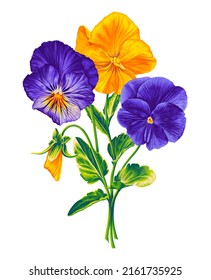 Víola trícolor, Pansies, violet. Bouquet of vector realistic hand-drawn flowers. Blue and yellow, blue and purple plants with bright lettuce leaves isolated on white background or your design.