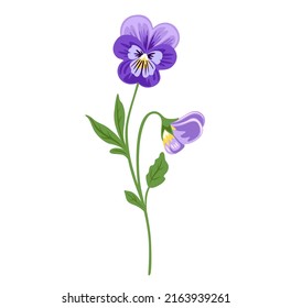 Pansies wild flower. Love-in-idleness viola tricolor plant, heartsease. Botanical vector illustration, isolated on white background. Hand drawn flat decorative element.