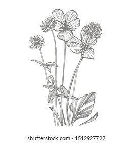 Pansy and Clover or daisy flower. Botanical illustration. Good for cosmetics, medicine, treating, aromatherapy, nursing, package design, field bouquet. Hand drawn wild hay flowers